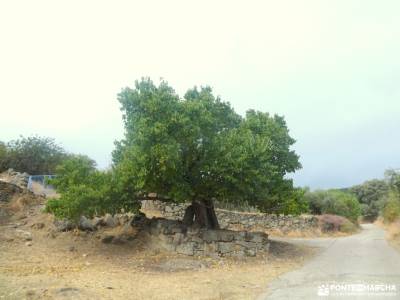 Castañar de la Sierra de San Vicente - Castillo de Viriato;mirador del sueve ruinas carranque florac